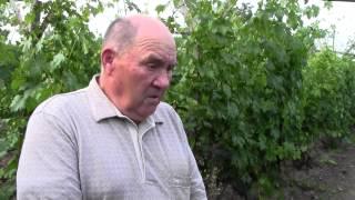 How to fertilize and feed grapes