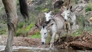 Eselwanderung mit Folgen Portugal Algarve 2020 (Happy-Donkeys)