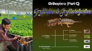 Insect Orders (Part 5)   Orthoptera (C) Gryllidae & Gryllotalpidae  By Dr  Imran Khatri