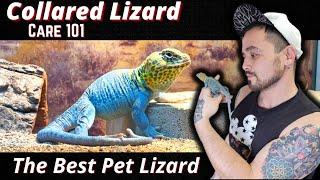 Collared Lizard Care Guide 2022