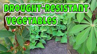 10 Drought resistant Vegetables you can grow