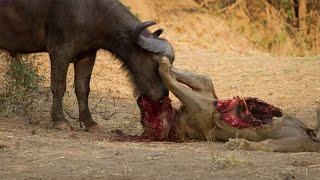 Tragic Moment! When Buffalo Unity Defeats The Lions