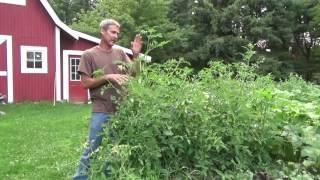 TOMATO PLANTS. How Much Water Do They Need?