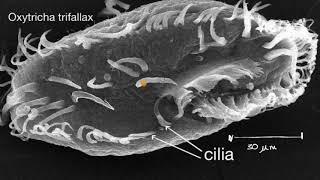 Biology: Introduction to cilia, flagella and pseudopodia Cells