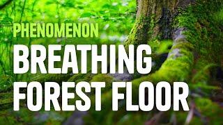 Science Phenomenon, The Breathing Forest Floor