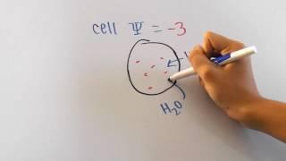 Water Potential Formula Explained