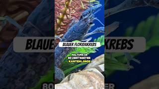 Blauer Floridakrebs  die wohl größten HS der Welt   #aquarium #tiere #fish #aquaristik