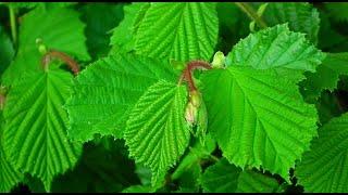 Haselstrauch: Ein unterschätztes Heilmittel der Natur | Heilpflanzen A-Z