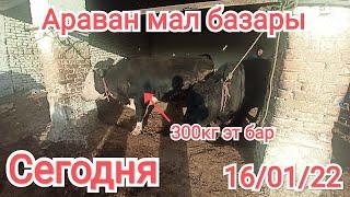 Aravan KG: Сегодня Араван мал базары 16/01/22 Qirgiziston Aravan mol bozor bahosi