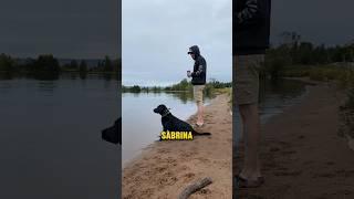 Dog shows incredible willpower and patience #animals #viral #funny