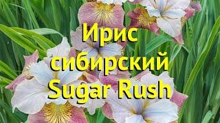 Ирис сибирский Шугар Раш. Краткий обзор, описание характеристик iris sibirica Sugar Rush