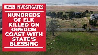 ODFW sanctioned killing hundreds of elk on the Oregon Coast due to property damage