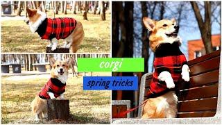 INCREDIBLE DOG TRICKS Performed by Varya The Corgi Pembroke|AMAZING DOG TRICKS  | Blood / / Water