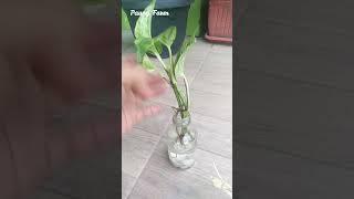 how to grow plants in bottle just one minutes #shorts