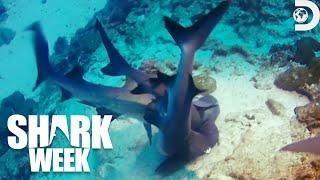 Craziest Shark Sex Encounters  | Shark Week