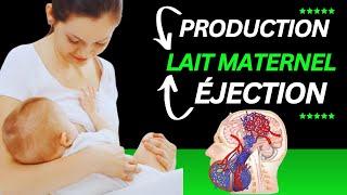 Comment s'effectue la production et l'éjection du lait maternel ?