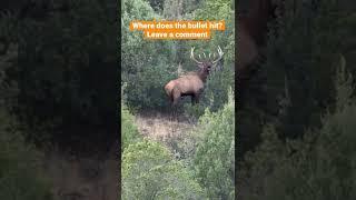 Good hit? Elk Hunting