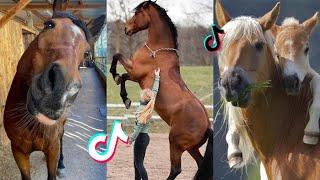 The Cutest HORSES - Equestrian TikTok Compilation #48