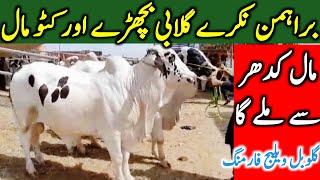 Qurbani 2025 Kato Qurbani Sahiwal Cholistani Bachre  Mandi Information || Global Village Farming