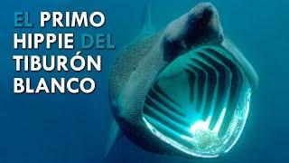  TIBURÓN PEREGRINO  Un MONSTRUO MARINO amigable  ANIMALOGIC en ESPAÑOL  Naturaleza Animal 