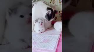 cute butiful kitten  video (GOLDENCHANNEL)