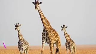 Giraffe Sounds Effect