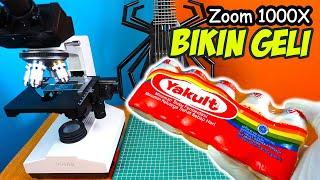 MILYARAN KEHIDUPAN BAKTERI BAIK PADA YAKULT | ZOOM 1000X MICROSCOPE