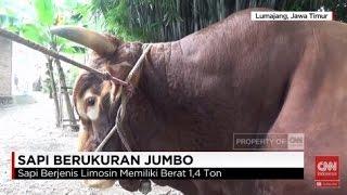 Fantastis.. Sapi Limosin Berbobot 1, 4 Ton Ini Dihargai Rp 125 Juta