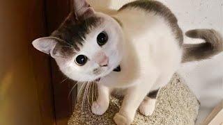 Most hilarious CATS that will make you LAUGH! Best CAT VIDEOS 2024