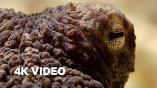 Extraordinary Octopus Takes To Land | 4K UHD | The Hunt | BBC Earth