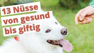Dürfen Hunde NÜSSE essen? 13 Nuss-Sorten von gesund bis giftig | Dogco.de