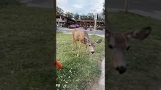 Oh my baby  #shorts #alberta #canada #love #yyc #deer #youtube #deers #animals