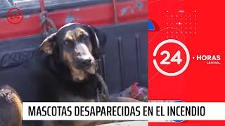 Mascotas fallecidas, perdidas y recuperadas en la tragedia | 24 Horas TVN Chile