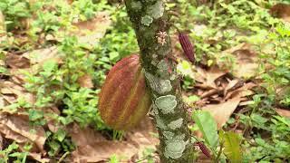 Post cosecha cacao de la excelencia  - La Finca de Hoy