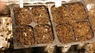 how to grow blanket flower from seed, how to grow gaillardia flower from seed