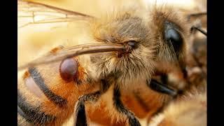 Ukrainian steppe breed of bees is the Original breed of bees Ukrainian steppe bee