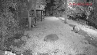 Hedgehogs have a busy night.