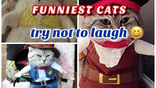 FUNNIEST CATS | try not to laugh | Adorable cats funny compilation