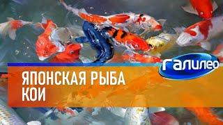 Галилео  Японская рыба кои