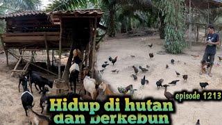 ihklas mengurus ternak dengan penuh cinta dan kasih sayang warta petani muda hidup di hutan