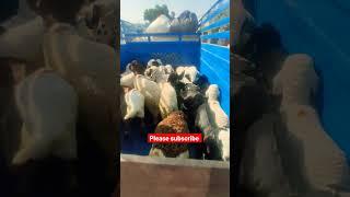 भेड़ के बच्चे | sheep lamb in rajasthan | #shorts #viral #video