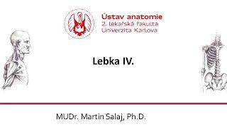 Lebka 4 26 11 2020