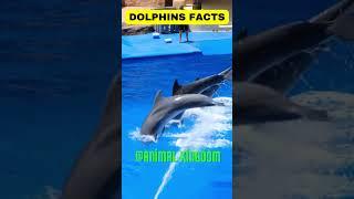 ''DOLPHIN FACTS''#shorts #animals #facts #animalshorts #youtube #youtubeshorts