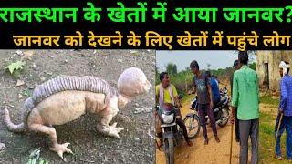 New species of animal arrived in Rajasthan fields. Rajasthan new animal | Marwadi media