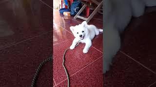 CUTE BABY DOG BARKING️ location Uttar Pradesh Bareilly moradabad.