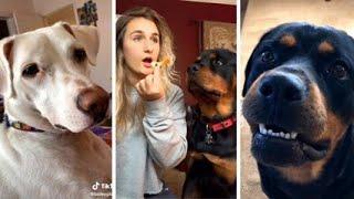 The Funniest Animal Videos 2024  Funny Dogs are here to Break your HEART | Petverse |