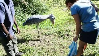 Shoebill Stork, endangered species - Uganda Wildlife Education Centre