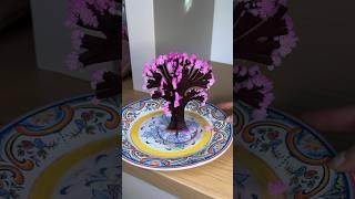 Growing a cherry blossom tree!! Amazing results!!