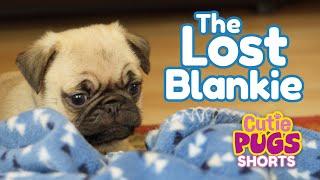 The Lost Blankie | Cutie Pugs | Animals for Kids