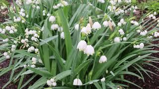 Summer snowflake (Leucojum spp.) - Plant Identification